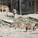 Wolfsfütterung