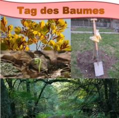 TagDesBaumes TagDesBaumes