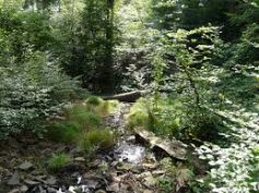 wald-mit-bach