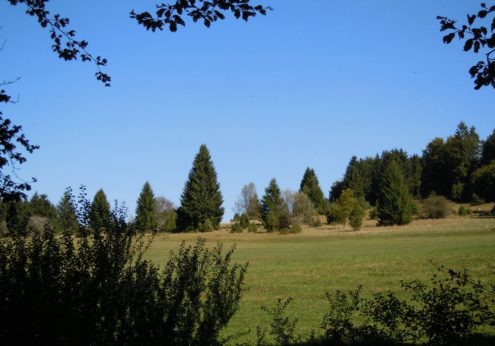 wacholderheide