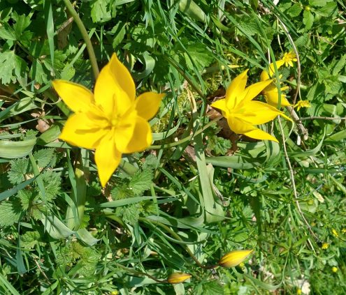 Wildtulpen1